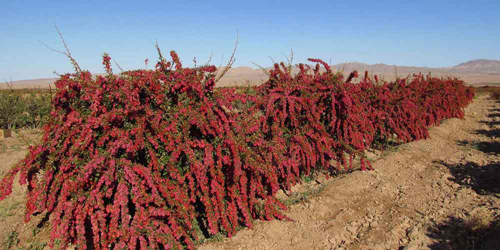 زرشک پفکی قائنات